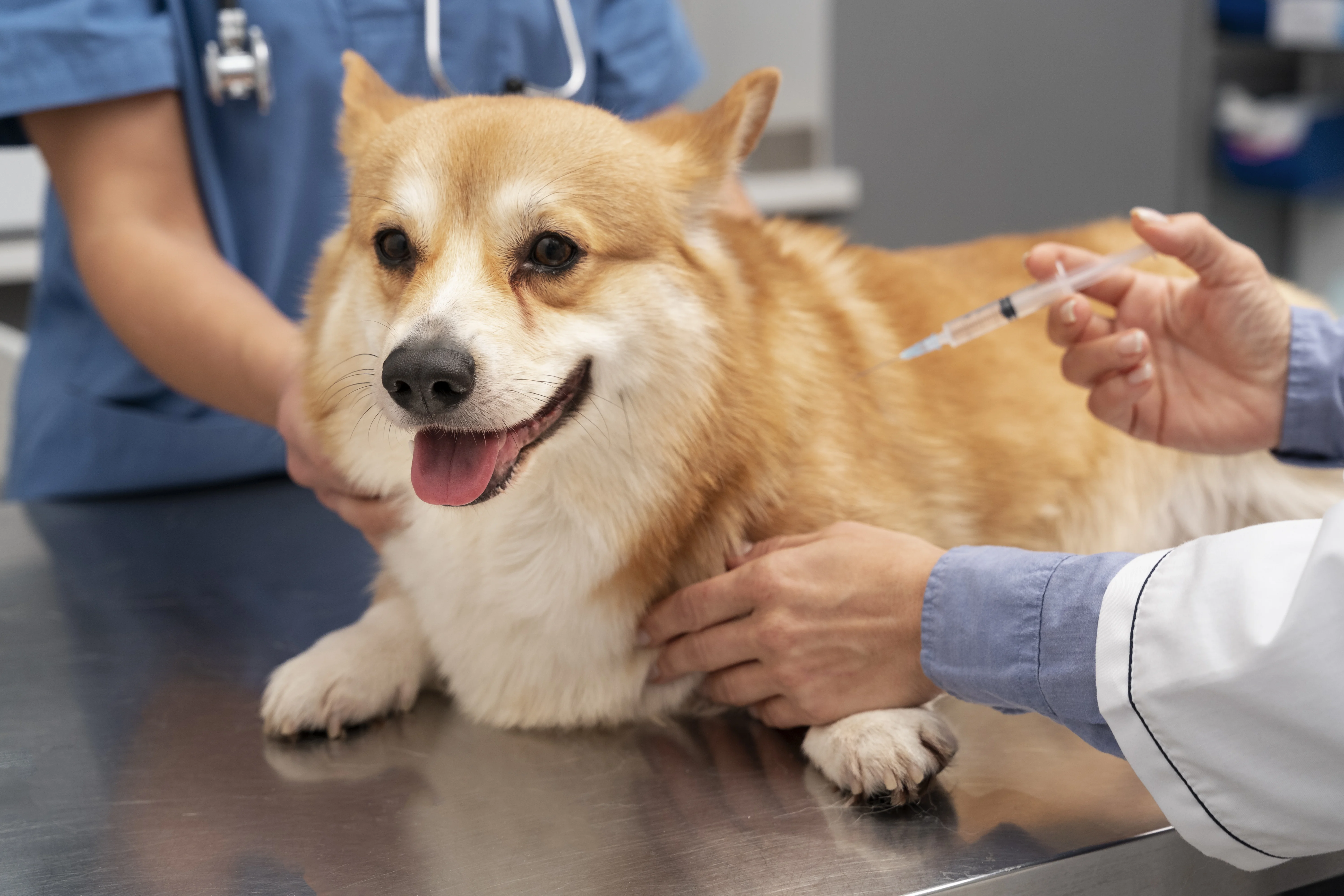 Feria de esterilizaciones
