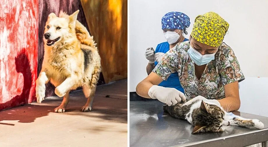 Campaña de esterilización canina y felina en Pachuquilla