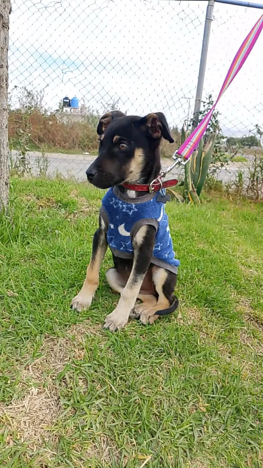 Estrellita