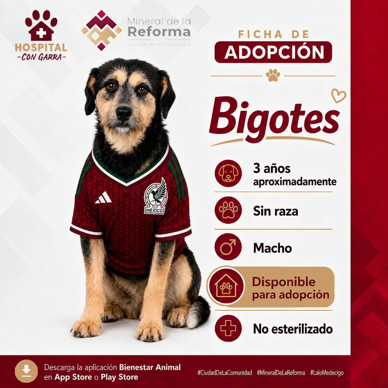 BIGOTES