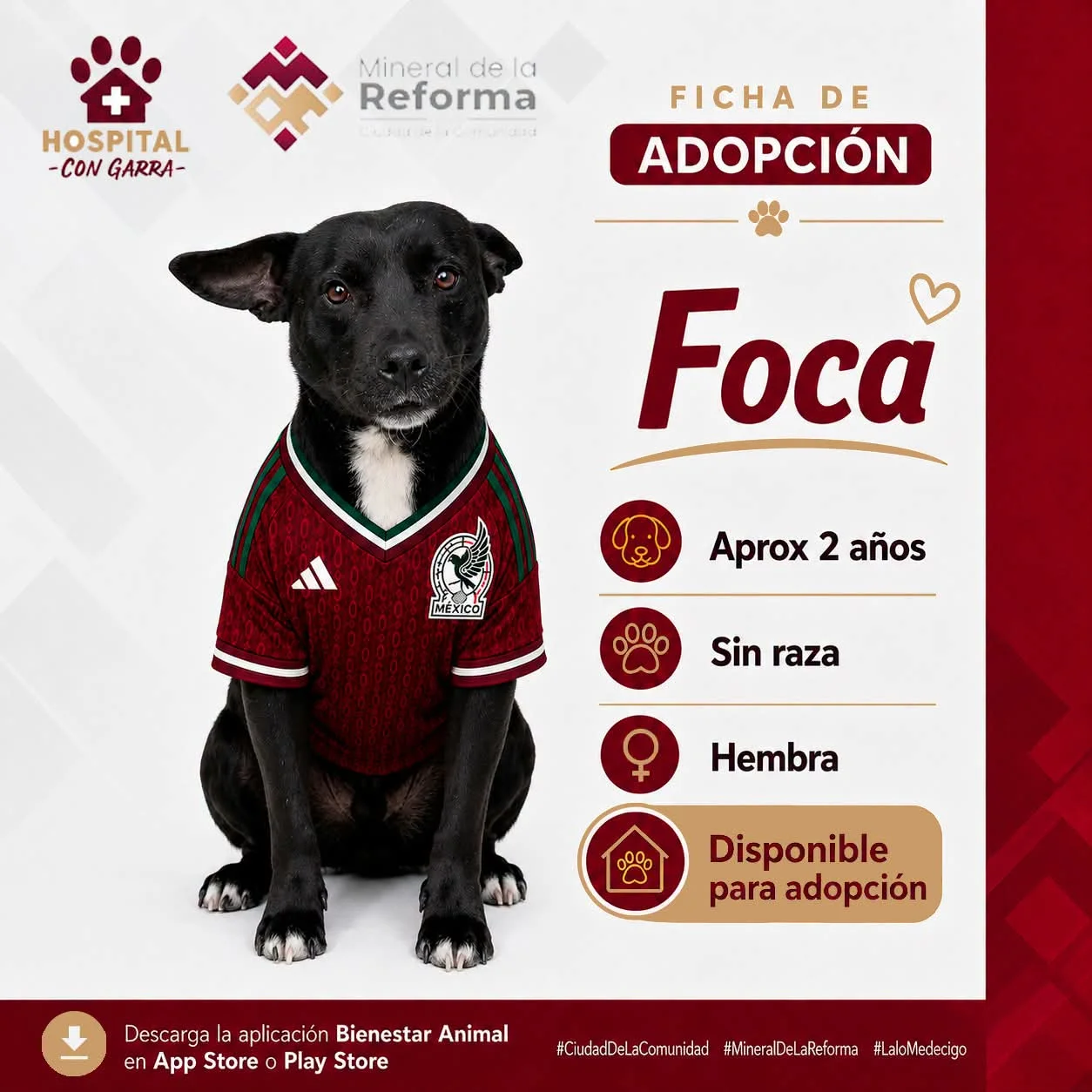 FOCA