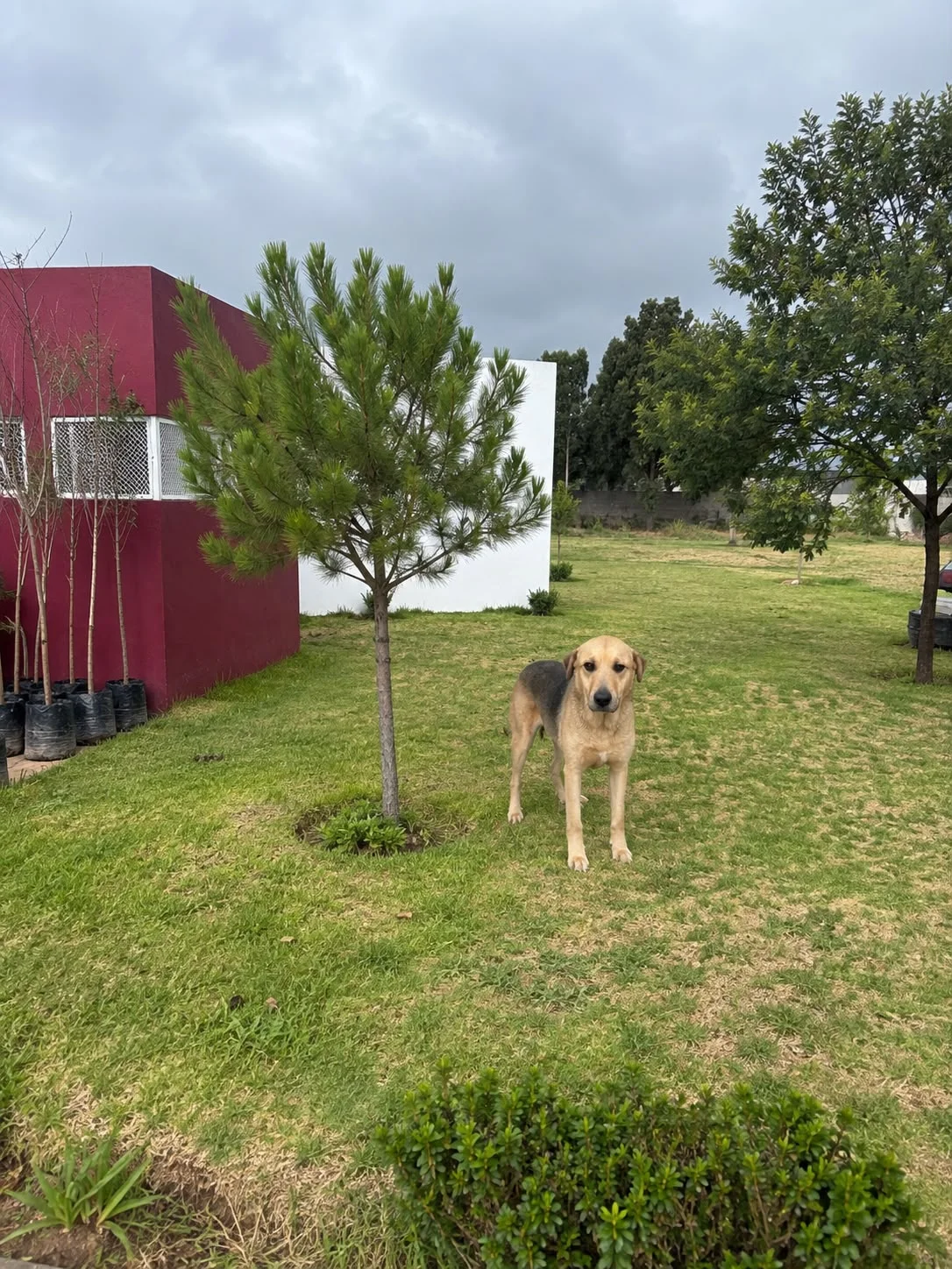 OJITOS