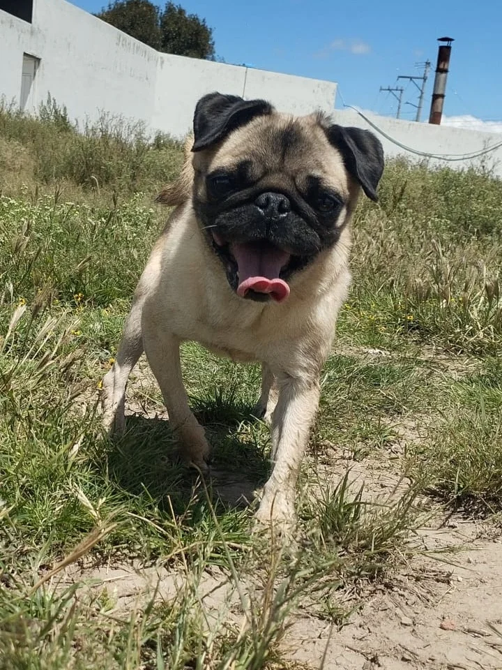 Pugberta