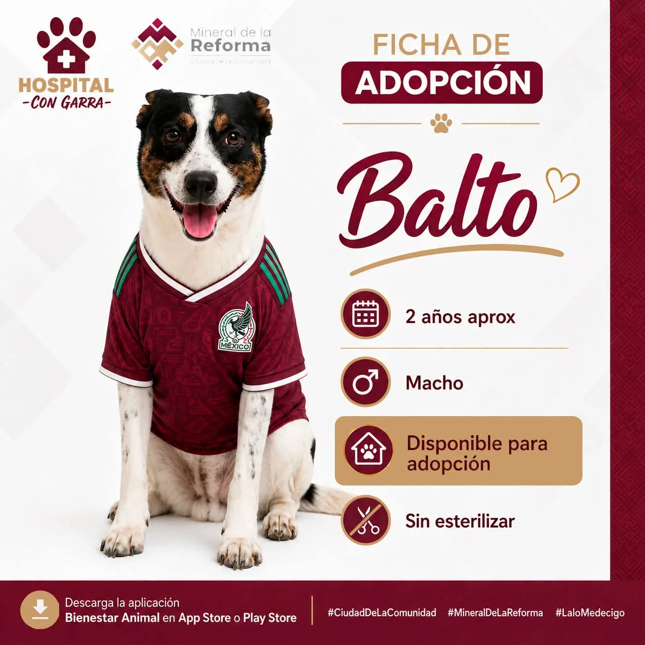BALTO